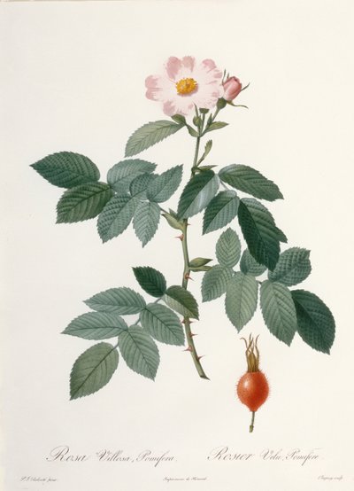 Rosa villosa, pomifera (rose pomme), gravée par Chapuy, de 